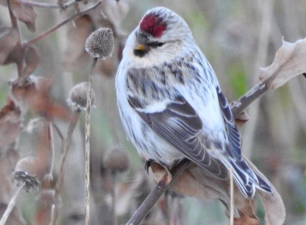 Hoary redpoll on the Rose Kennedy Greenway in Boston