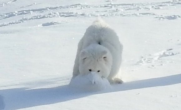 Fluffy white dog in the snow