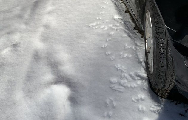 Rat tracks in the snow in the North End