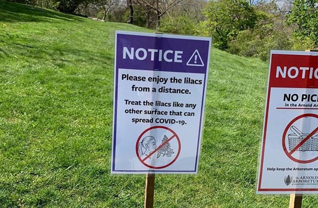 Sign warns of Covid-19 risk from sniffing lilacs