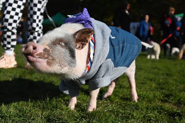 Bacon the pig