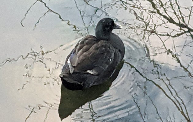 Black duck on Jamaica Pond