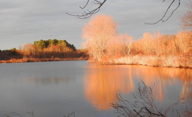 Golden trees on Cow Island Pond in West Roxbury