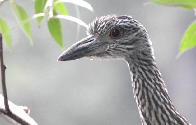 Juvenile yellow-crowned nighttime  heron