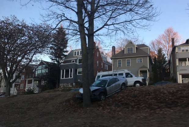 Tree vs. car in Jamaica Plain