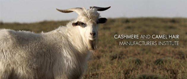 CCMI Web site features a cashmere goat