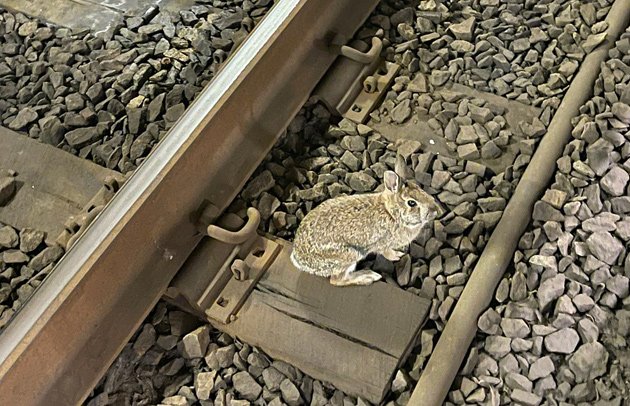 Rabbit on Green Line tracks at Copley Square