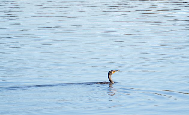 Cormorant in Jamaica Pond
