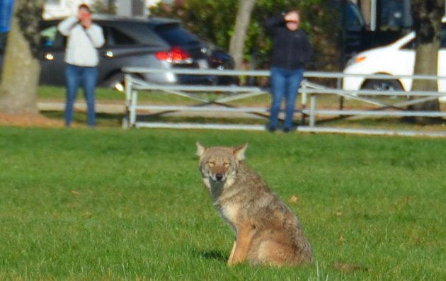 Coyote along Day Boulevard