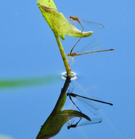 Damselflies on a stalk jutting out of the Charles River