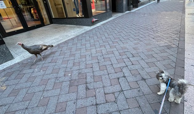 Dog can't believe there's a turkey in Downtown Crossing