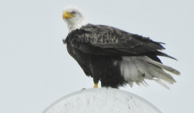 Eagle on Rivermoor Street in West Roxbury