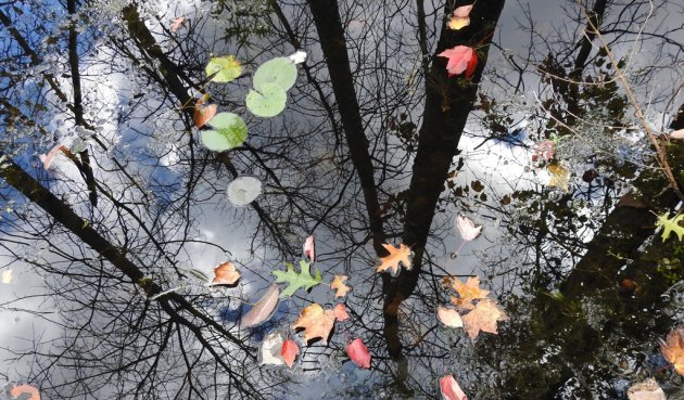 Fallen leaves in the water