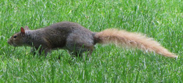 Squirrel with golden tail