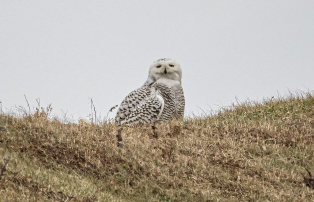 Owl at Castle Island