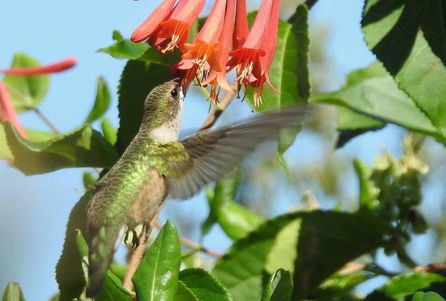 Hummingbird getting some food