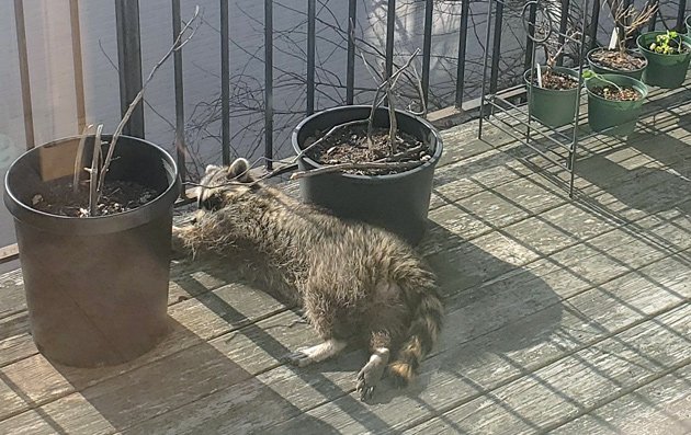 Raccoon asleep on a Jamaica Plain porch