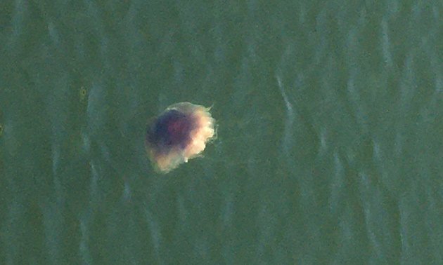 Possible Lion's Mane jellyfish in the Mystic River