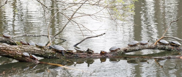 A lot of turtles at Jamaica Pond