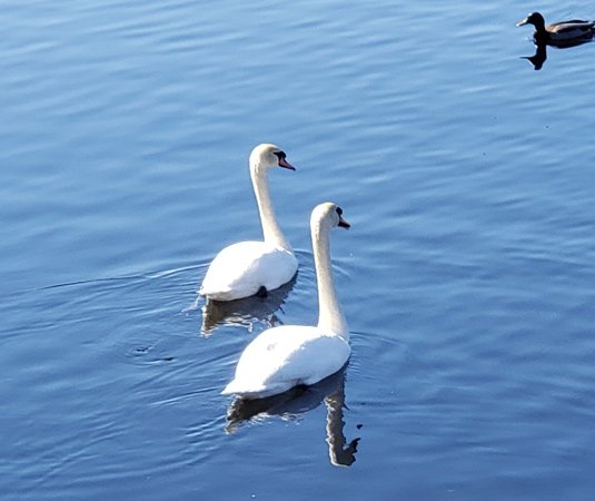 Pair of swans and a duck