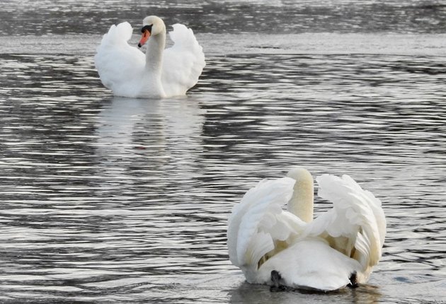 Two swans face off on Jamaica Pond