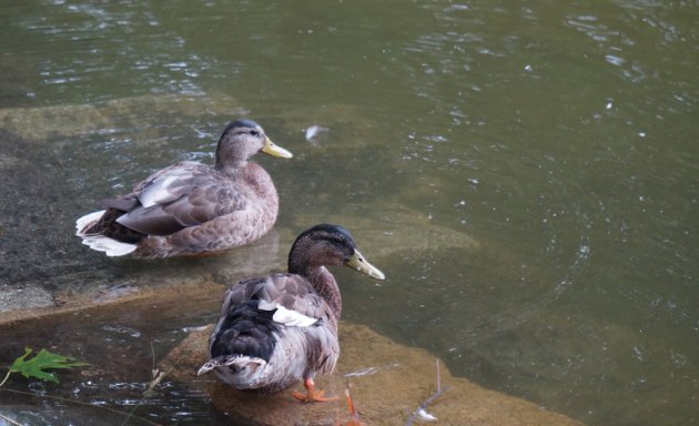 Ducks at Jamaica Pond