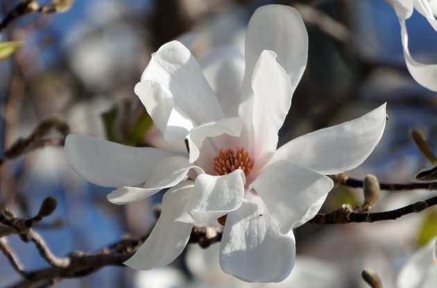 Tree in bloom at Jamaica Pond