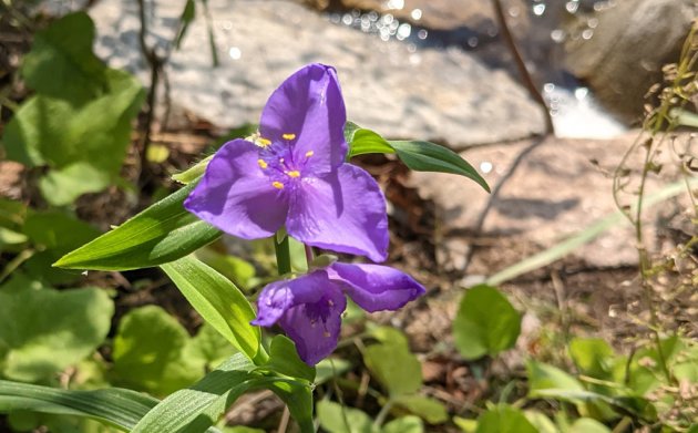 Purple angiosperm  astatine  Jamaica Pond