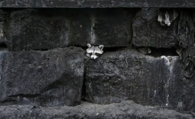 A raccoon in a Kendall Square wall