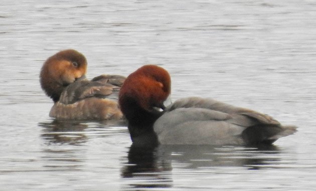 Red-hooded ducks at Jamaica Pond