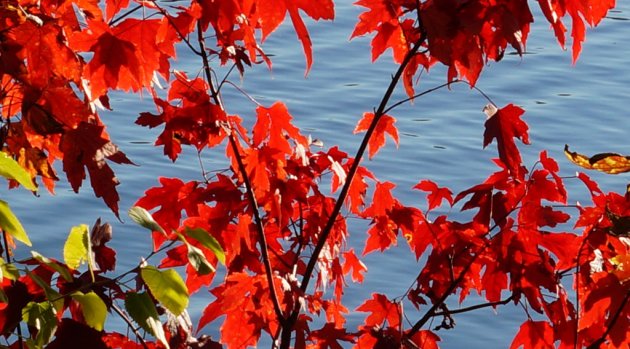 Fall comes to Jamaica Pond