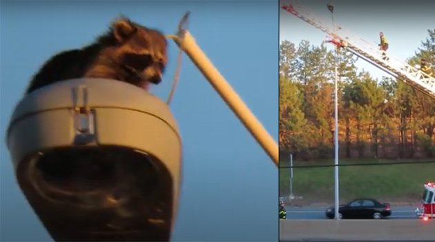 Raccoon being rescued from the top of a light fixture on the turnpike