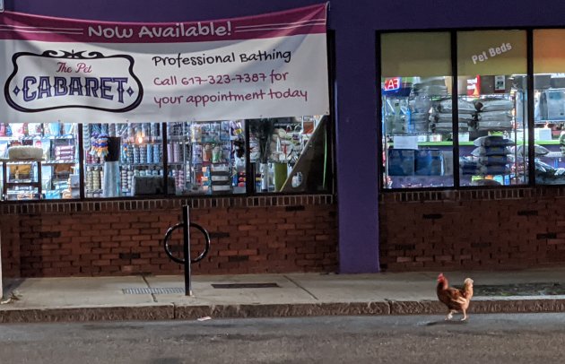 Chicken on Washington Street in Roslindale
