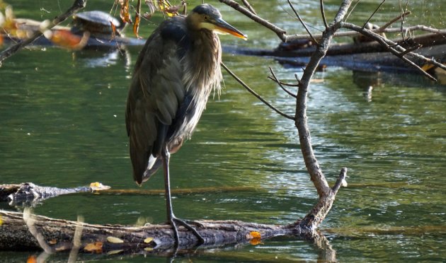 Great blue heron all scrunched up