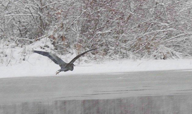 Great blue heron over the Charles River