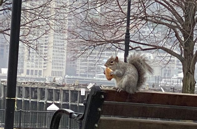 Squirrel eating lunch at Piers Park in East Boston