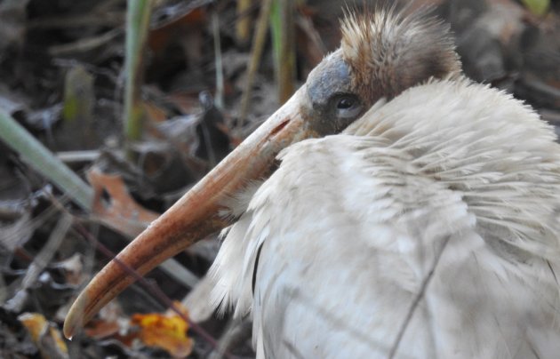 Wood stork in Woburn