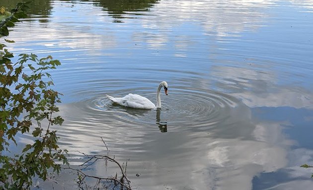 Swan in Jamaica Pond