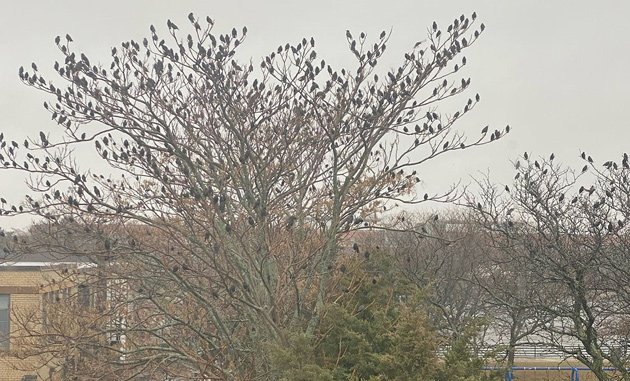 A lot of birds in trees in East Boston