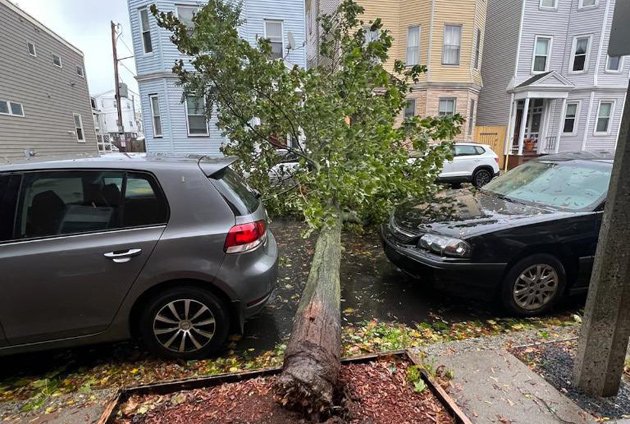 Tree falls in South Boston