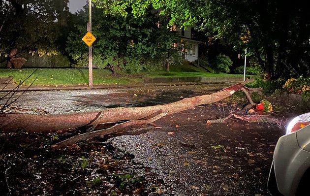 Fallen tree in Jamaica Plain