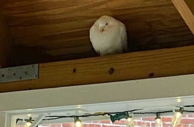 White bird in a gazebo in Dorchester Lower Mills