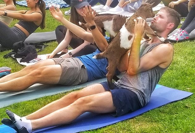 Baby-goat yoga at Harvard Medical School
