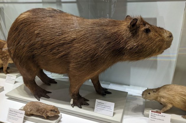 Stuffed capybara at Harvard museum