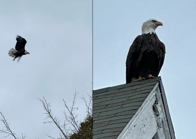 Bald eagle landing on North Cambridge roof, near Davis Square