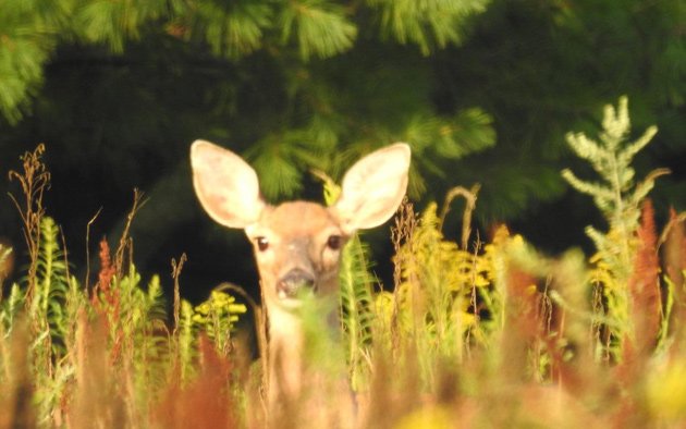 Deer with big ears