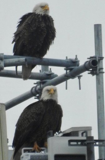 Two eagles in West Roxbury