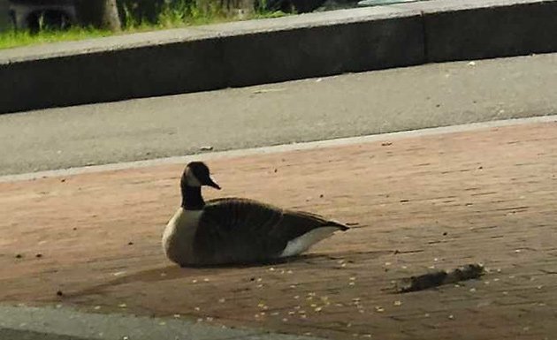 Goose at police headquarters
