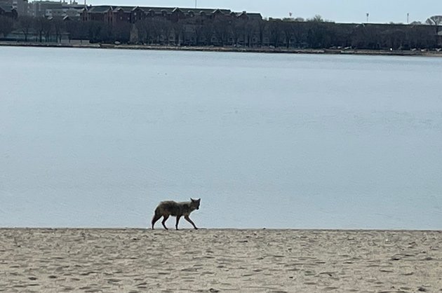 Coyote at H Street