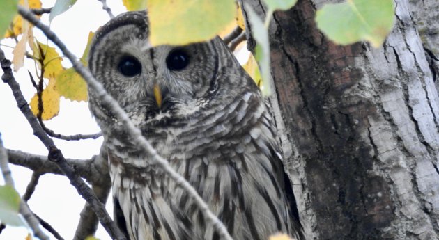 Barred owl in Belle Isle Marsh